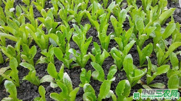 莴笋（莴苣）苗多大适宜移栽？