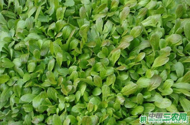 大棚冬莴笋如何种植？