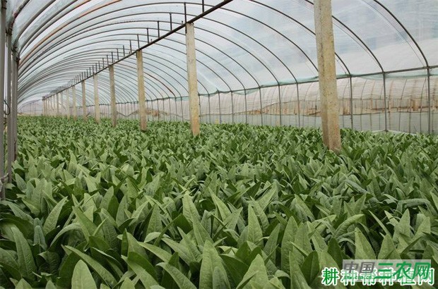 大棚冬莴笋如何种植？