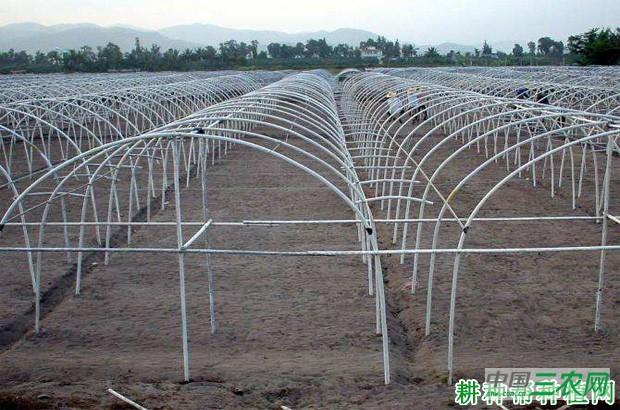 大棚冬莴笋如何种植？