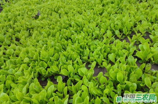 莴笋（莴苣）苗期如何管理？