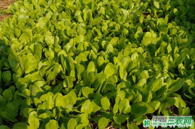 莴笋（莴苣）苗期如何管理？