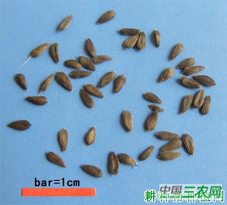 莴笋（莴苣）如何播种育苗？