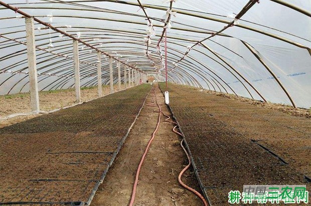 莴笋（莴苣）如何播种育苗？