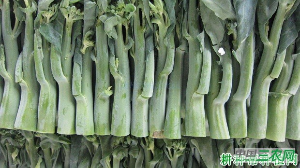 金品1290芥蓝品种好不好？