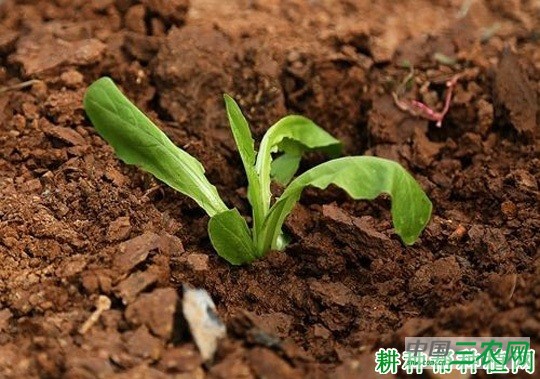 春莴笋如何种植？