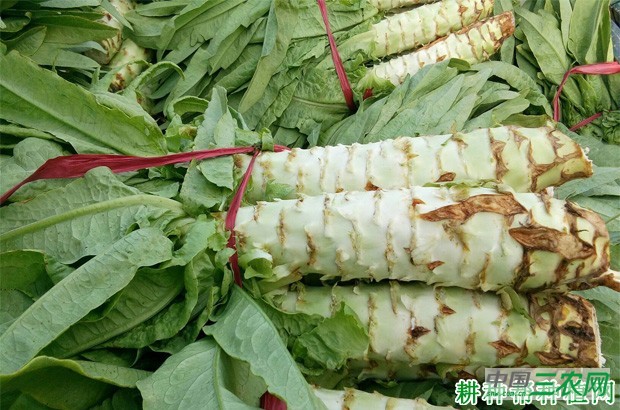 春莴笋如何种植？