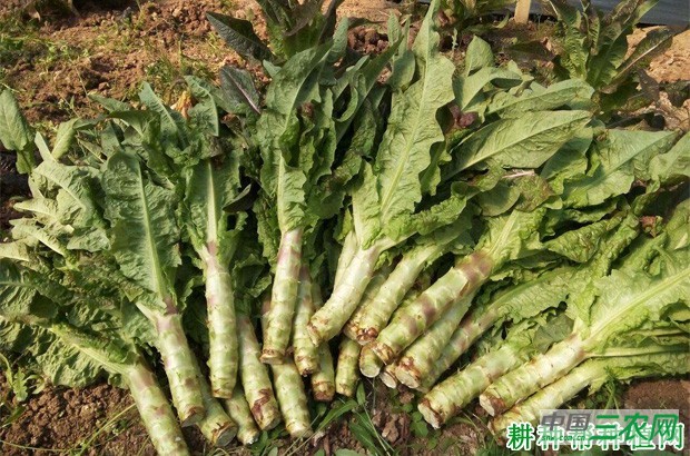 莴笋如何采收？