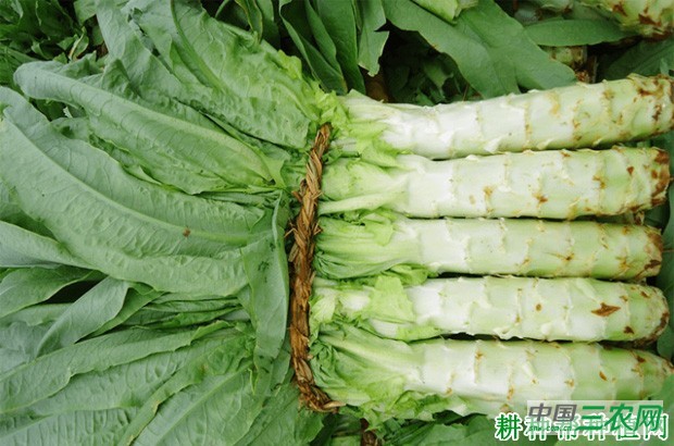 莴笋如何采收？