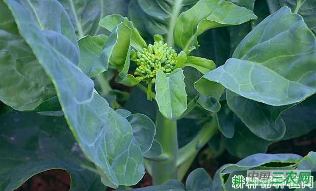 秋绿芥蓝品种好不好？