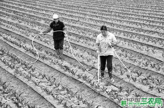 莴笋有几种施肥方法？