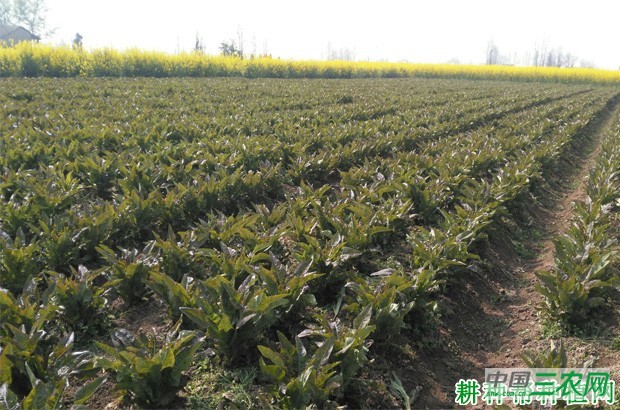 莴笋有几种施肥方法？