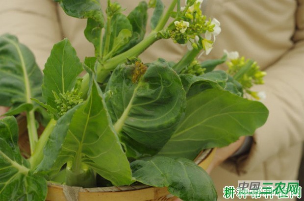 冬绿芥蓝品种好不好？