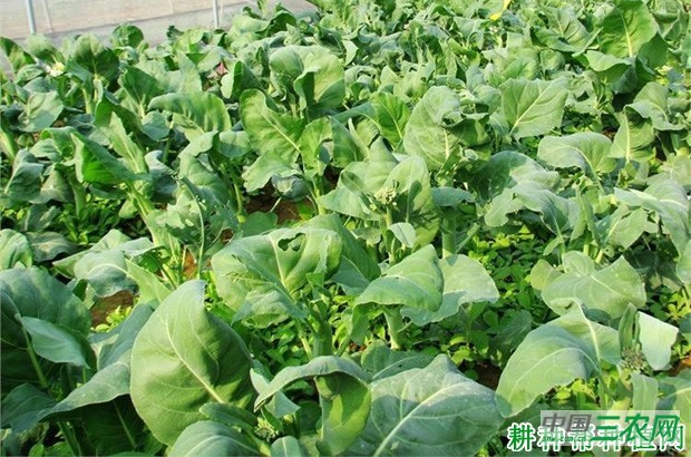 冬绿芥蓝品种好不好？