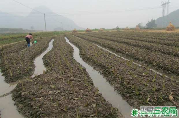 莴笋什么时候需要浇水？