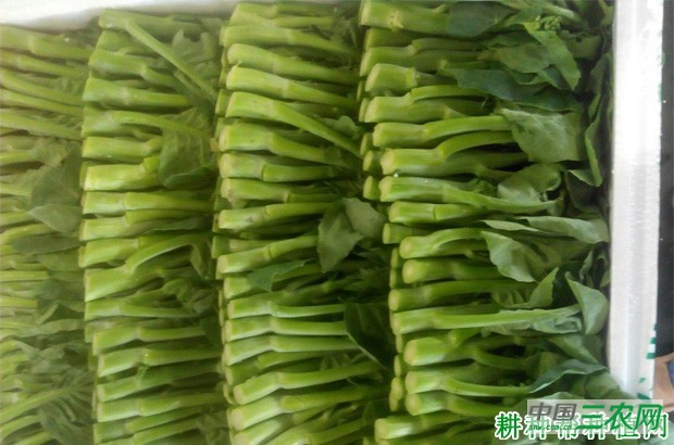 桂甜早芥蓝1号品种好不好？