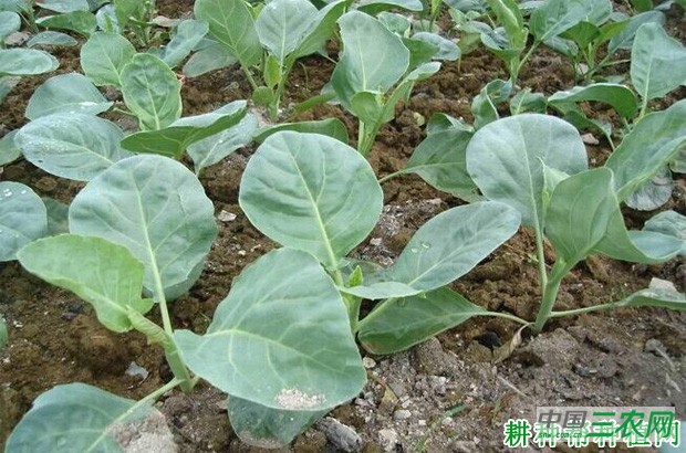 桂甜早芥蓝1号品种好不好？