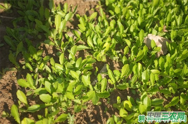 生菜生长周期是多少天？