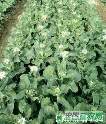 金绿芥蓝品种好不好？