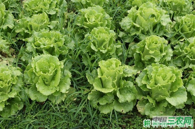 生菜生长周期是多少天？