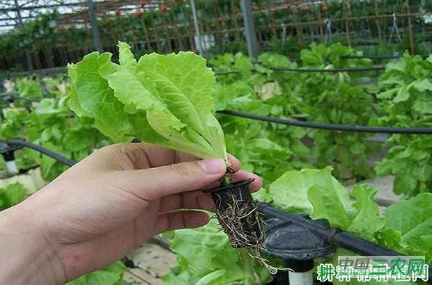 生菜长怎么样？