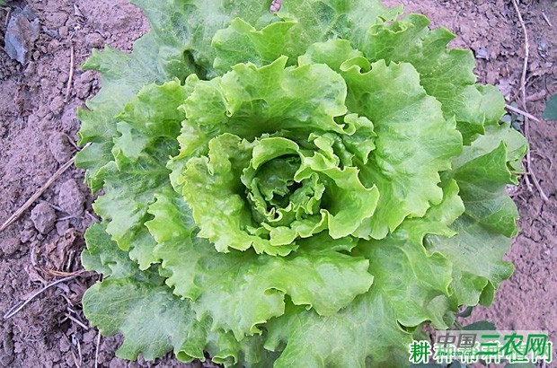 生菜长怎么样？