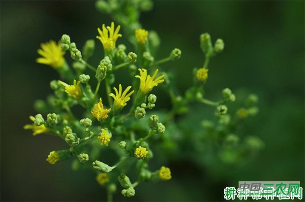 生菜长怎么样？