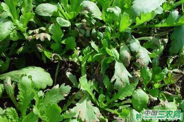 茼蒿叶枯病如何防治？