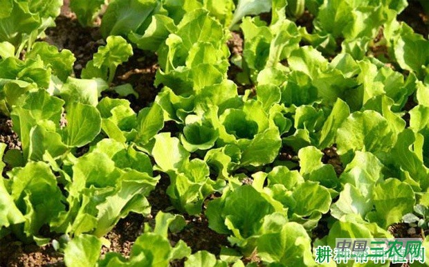 生菜苗期如何管理？