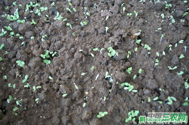 生菜苗期如何管理？