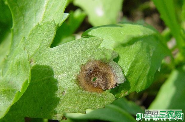 茼蒿叶枯病如何防治？