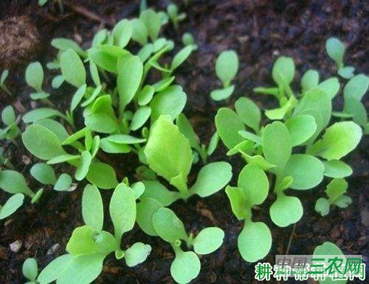 生菜苗期如何管理？