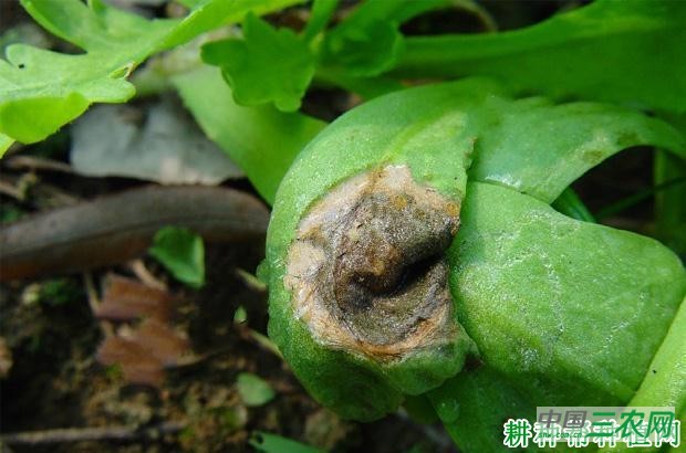 茼蒿叶枯病如何防治？