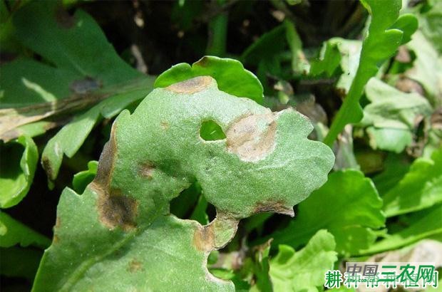 茼蒿叶枯病如何防治？