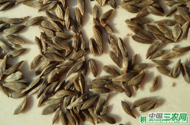 生菜怎么样播种？