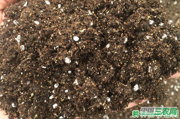 生菜怎么样播种？