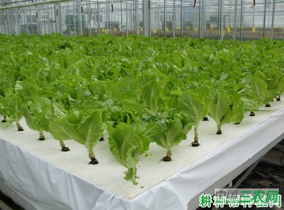 如何水培种植生菜？