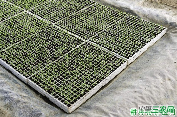 如何水培种植生菜？