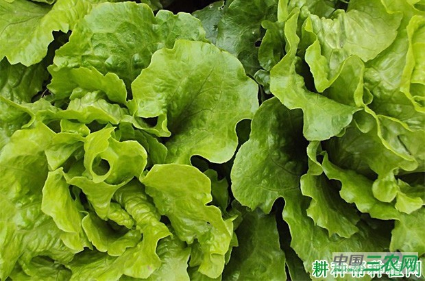 生菜有哪些功效与作用？