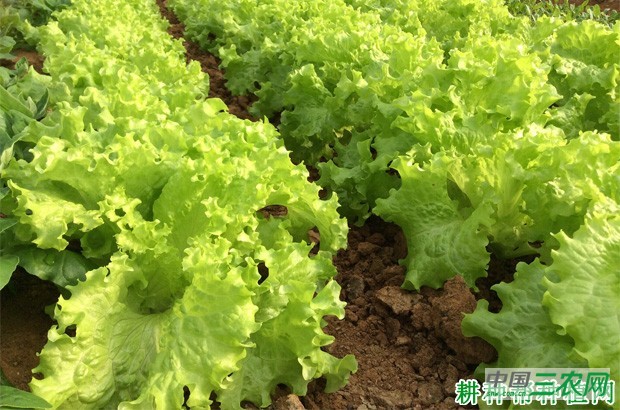 如何种植大棚生菜？