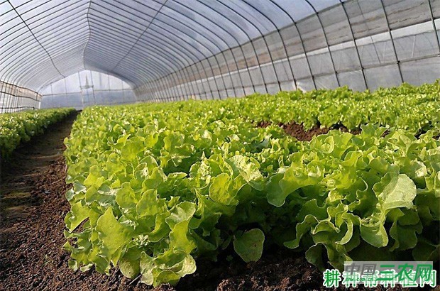 如何种植大棚生菜？