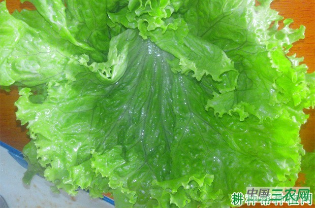 生菜有哪些功效与作用？