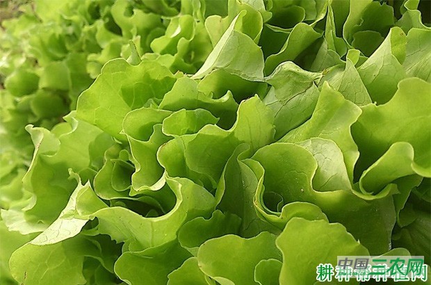 生菜有哪些功效与作用？