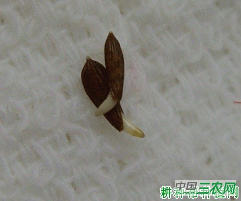 生菜种子如何催芽？