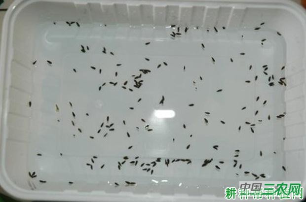 生菜种子如何催芽？