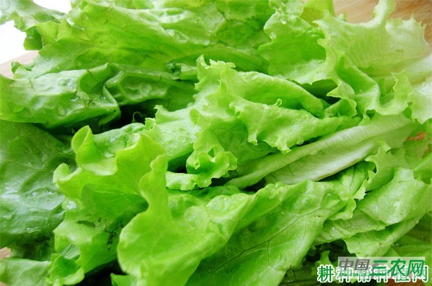 吃生菜有什么好处？