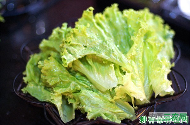 吃生菜有什么好处？