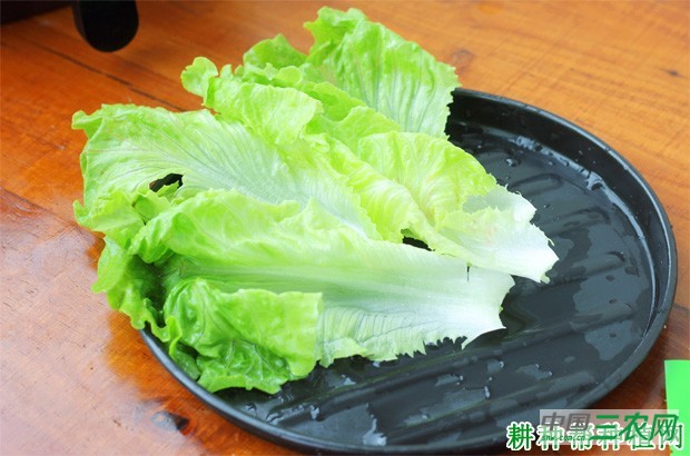 吃生菜有什么好处？