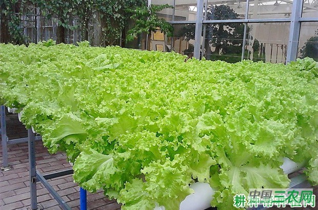 生菜什么时候种？