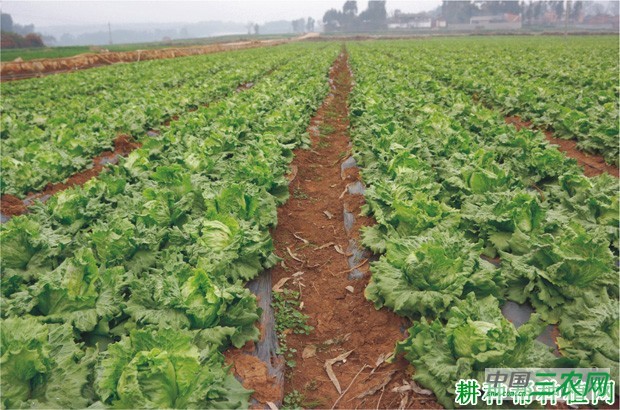 怎么样的环境适宜种植生菜？